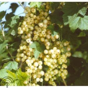 Ribes r. 'Witte Hollander'