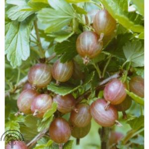 Ribes u.-c. 'Hinnonmäki Röd'