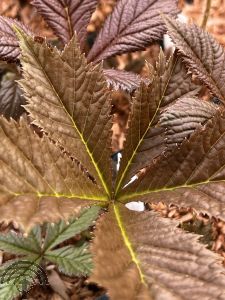 Rodgersia aesculifolia