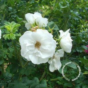 Rosa (R) 'Blanc Double de Coubert'