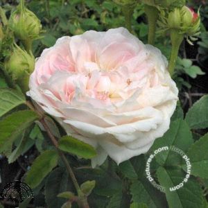 Rosa 'Belle Isis ***'