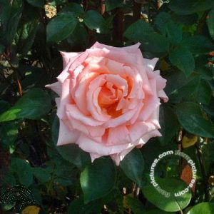 Rosa (K) 'Compassion'®