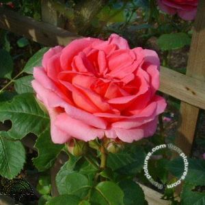 Rosa (Aus) 'Gertrude Jekyll'®