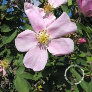 Rosa (B) gallica 'Officinalis'