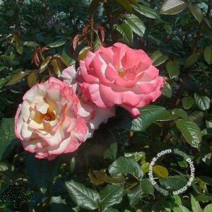 Rosa (K) Händel
