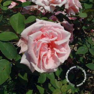 Rosa (H) 'Kathleen Harrop'