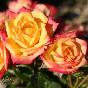 Rosa (M) 'Little Sunset' ®