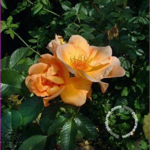 Rosa (H) 'Maigold'