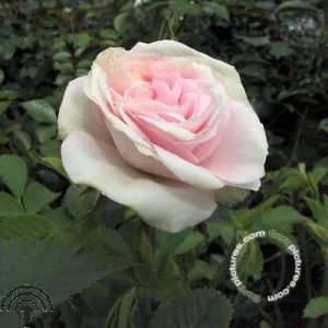 Rosa (HRa) 'Maiden's Blush'