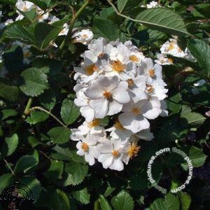 Rosa (B) multiflora
