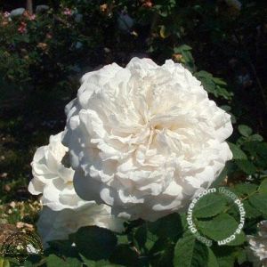 Rosa (HRa) 'Mme Plantier'