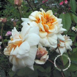 Rosa 'Perle d'Or'