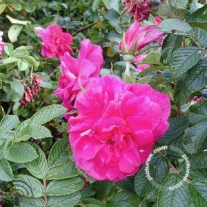 Rosa (R) 'Rubra'