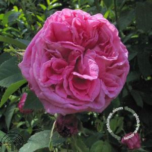 Rosa (H) 'Tuscany Superb'