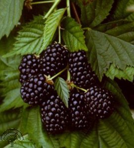 Rubus frut. 'Thornfree'