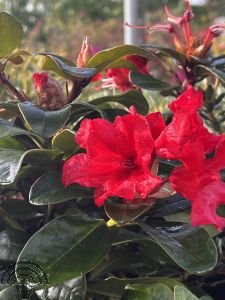 Rhododendron (F) 'Abendrot'