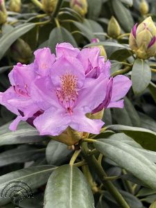 Rhododendron (GH) 'Catawbiense Grandiflorum'