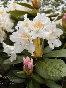 Rhododendron (GH) 'Cunningham's White'