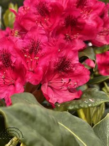 Rhododendron (GH) 'Nova Zembla'