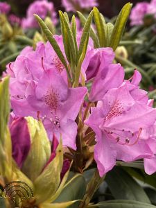 Rhododendron (GH) 'Roseum Elegans'