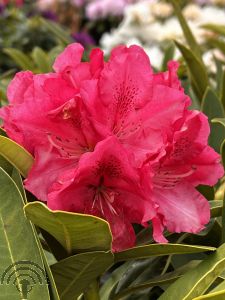 Rhododendron 'Wilgen's Ruby'