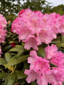 Rhododendron (Y) 'Kalinka'