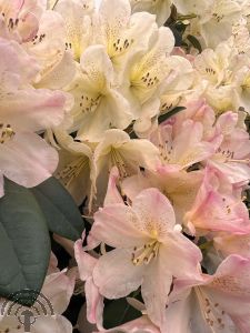 Rhododendron (Y) 'Percy Wiseman'