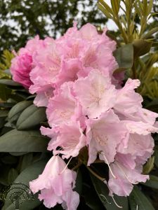 Rhododendron (Y) 'Polaris'