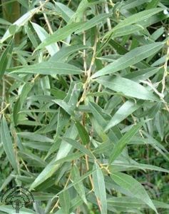 Salix alba