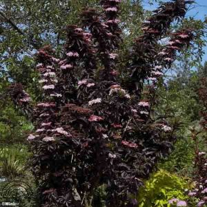 Sambucus nigra 'Black Tower' ®