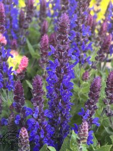 Salvia nemorosa 'Sensation Deep Blue'