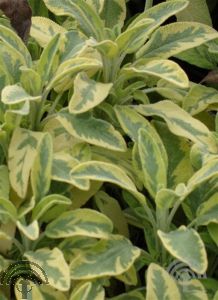 Salvia officinalis