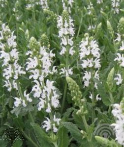 Salvia nemorosa 'Sensation White'