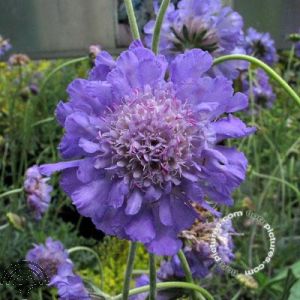 Scabiosa col. 'Butterfly Blue'