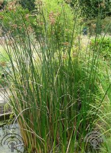 Scirpus lacustris