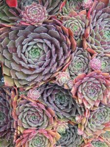 Sempervivum 'Othello'