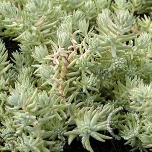 Sedum reflexum