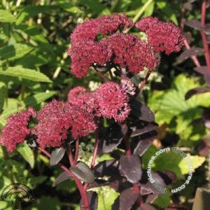 Sedum telephium 'Munstead Dark Red'