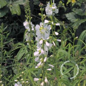 Sidalcea candida