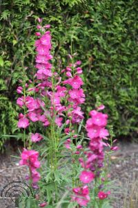 Sidalcea oregana 'Brilliant'