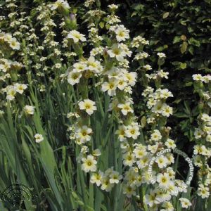 Sisyrinchium striatum