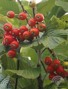 Sorbus aria 'Lutescens'