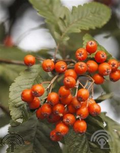 Sorbus thur. 'Fastigiata'