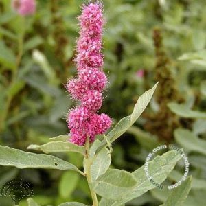 Spiraea billiardii 'Triumphans'