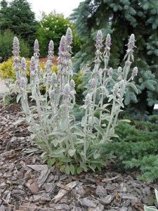 Stachys byzantina