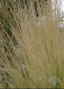 Stipa pennata