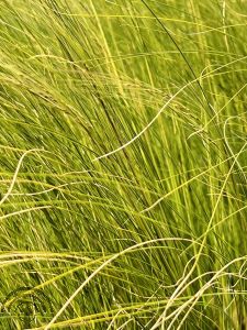 Stipa tenuifolia 'Ponytails'