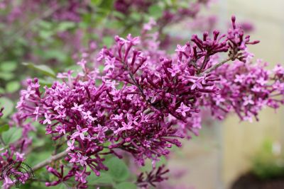 Syringa bloomerang ® 'Dark Purple'