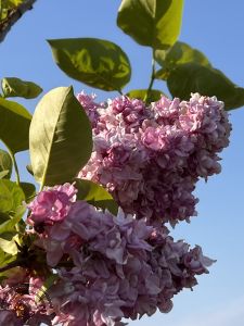 Syringa v. 'Katherine Havemeyer'