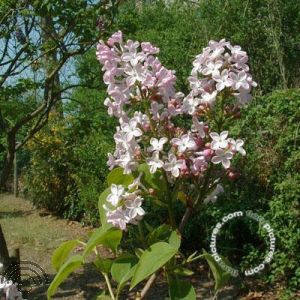 Syringa vulgaris